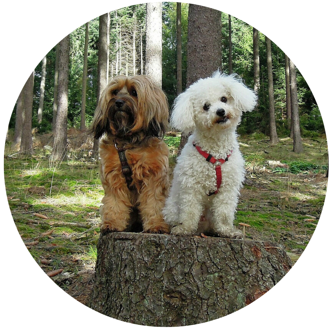 Reviews - Pine Gully Pet Retreat