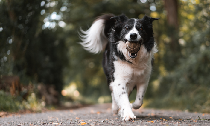 8 pet-images-1