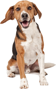 Medium Dogs