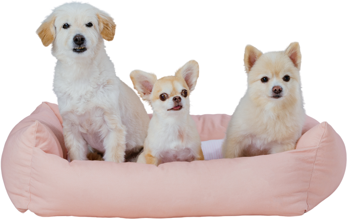 Large Dogs